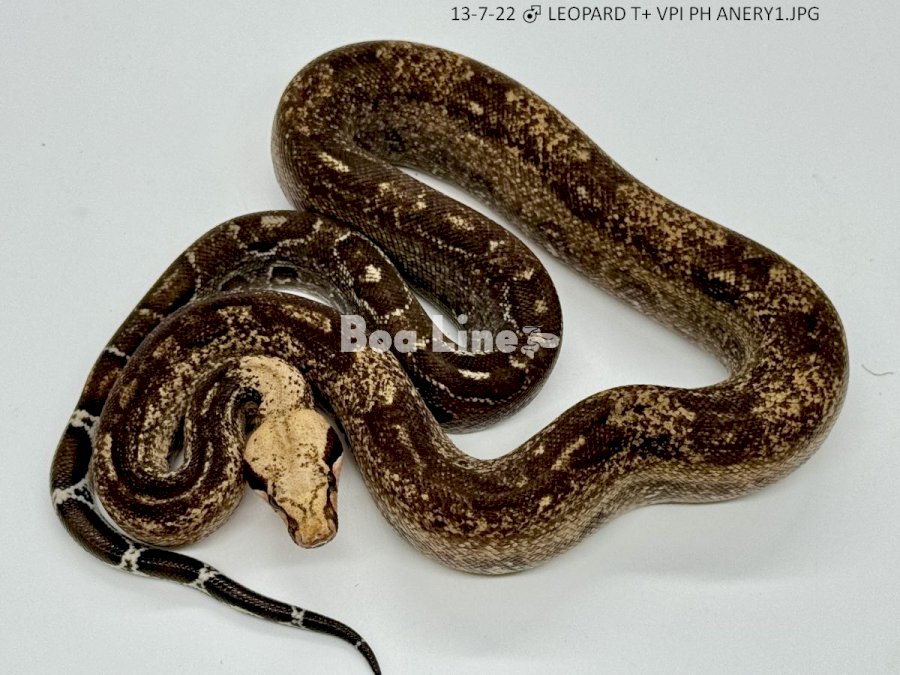 LEOPARD T+ VPI PH ANERY